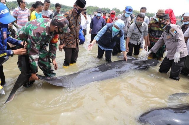 Puluhan Ikan Paus Terdampar di Pantai Modung Kabupaten Bangkalan