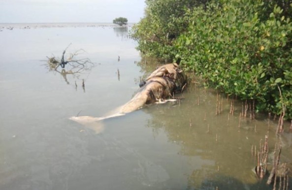 Sisa Bangkai Paus Yang Sempat Hilang di Temukan Oleh Warga Sekitar