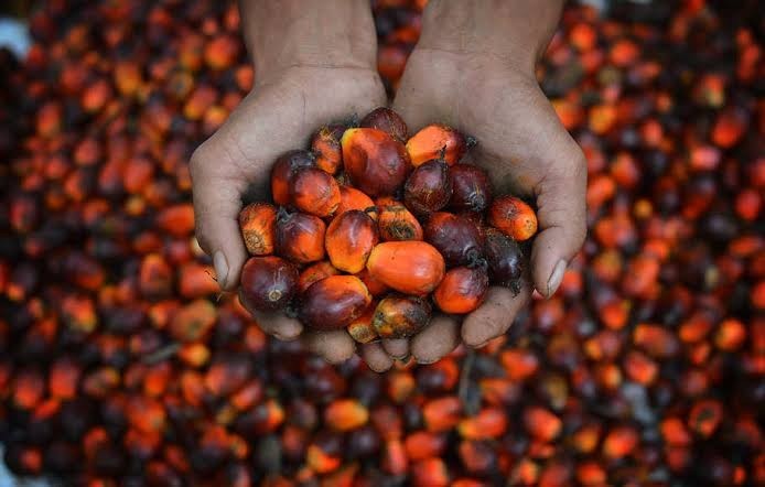 Swiss Menggelar Referendum Perjanjian Perdagangan dengan Indonesia, Kelapa Sawit Jadi Fokus Utama